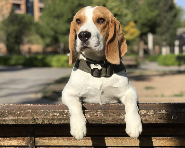 beagle